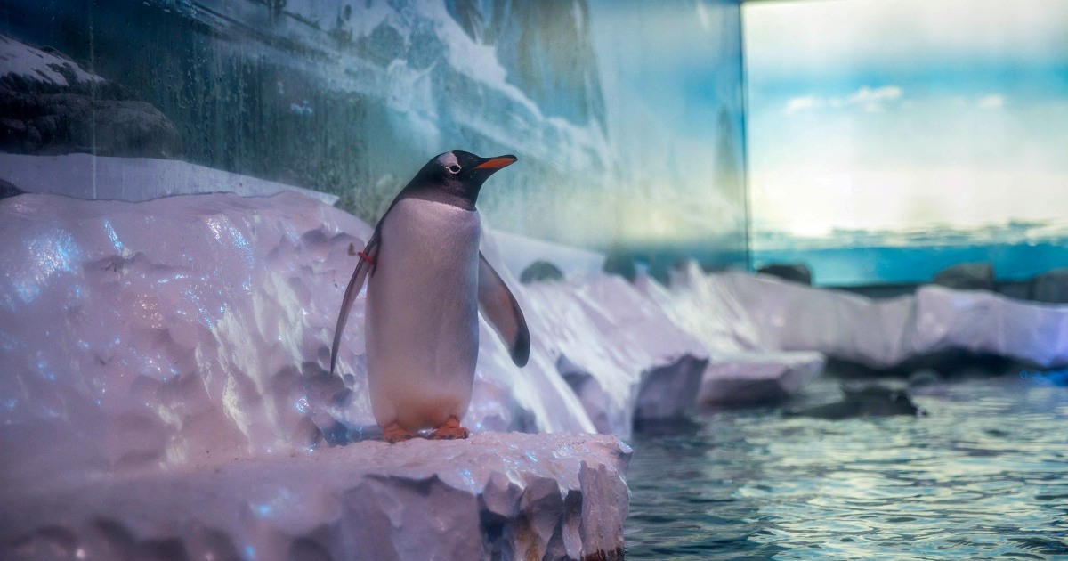 Penguin residing circumstances at London aquarium stir icy response from protesters