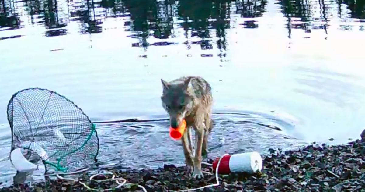 Video shows a wild wolf stealing fish in possible first use of a tool