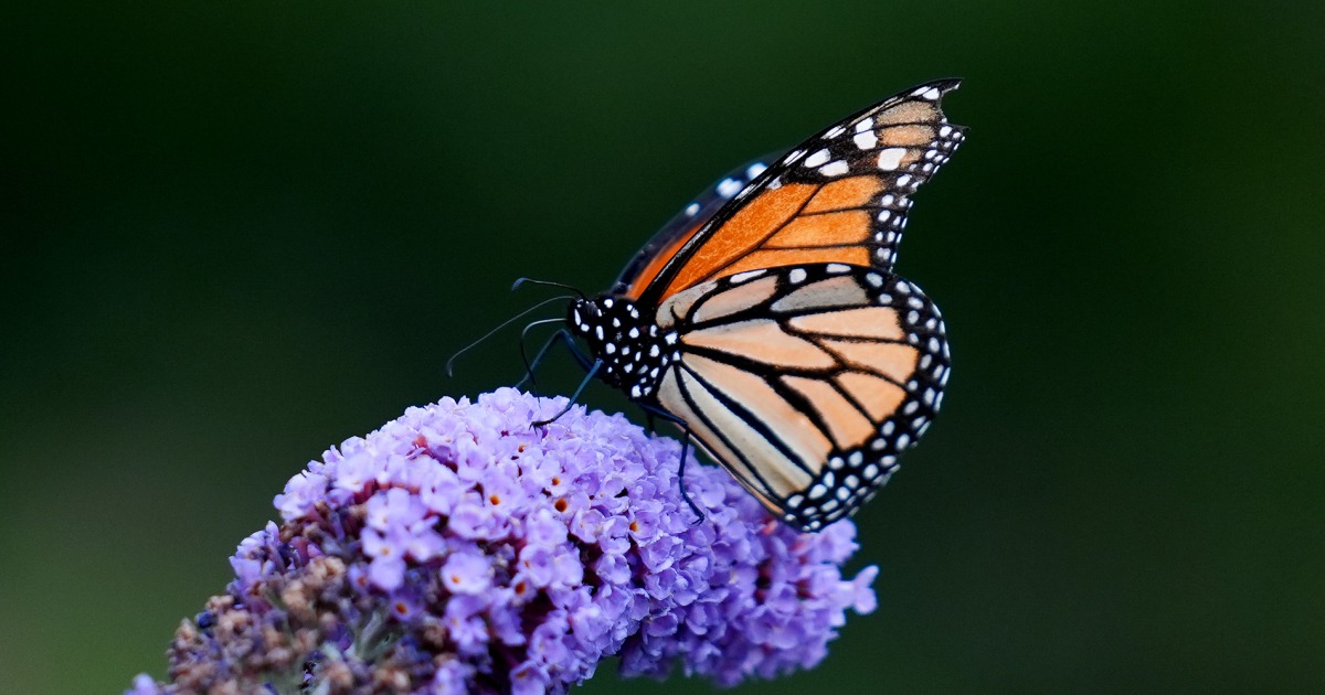 Trump administration moves to roll back some Endangered Species Act protections