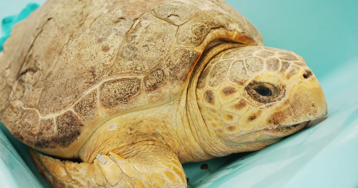 Massive loggerhead turtle released back into ocean after surviving 10-pound tumor removal Massive loggerhead turtle released back into ocean after surviving 10-pound tumor removal