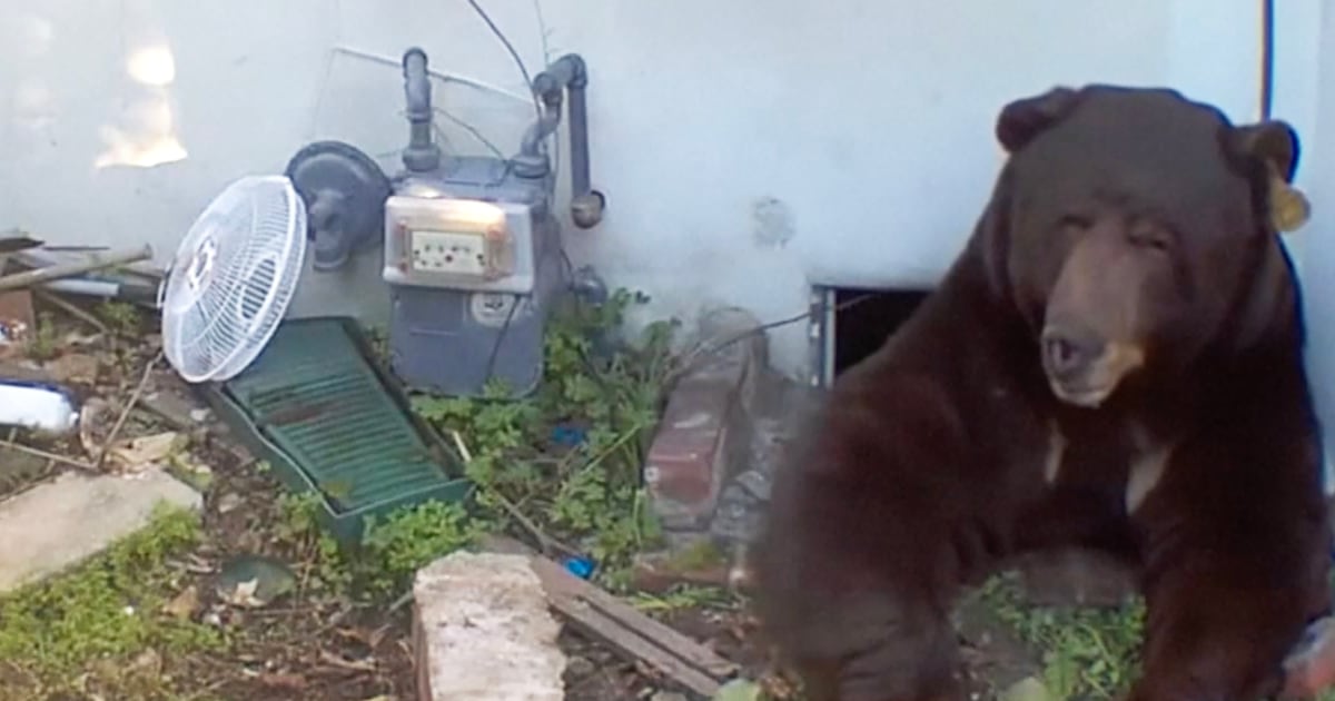 Un ours sous une maison californienne ne montre aucun signe de départ
