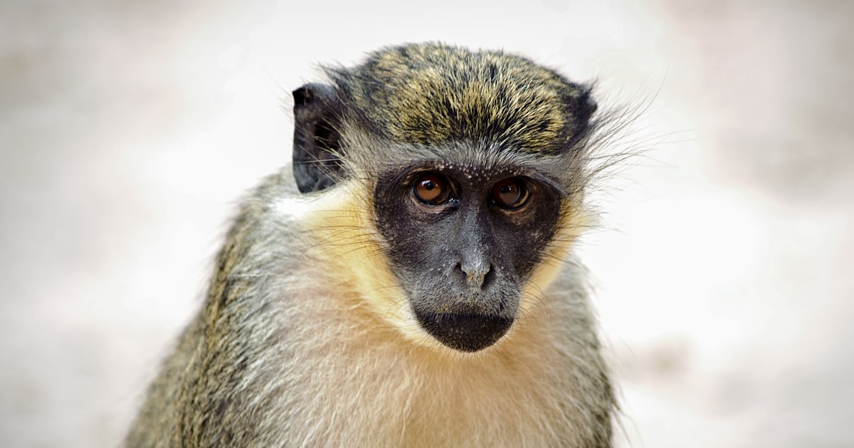 Monkey business: Multiple primates on the loose in St. Louis park