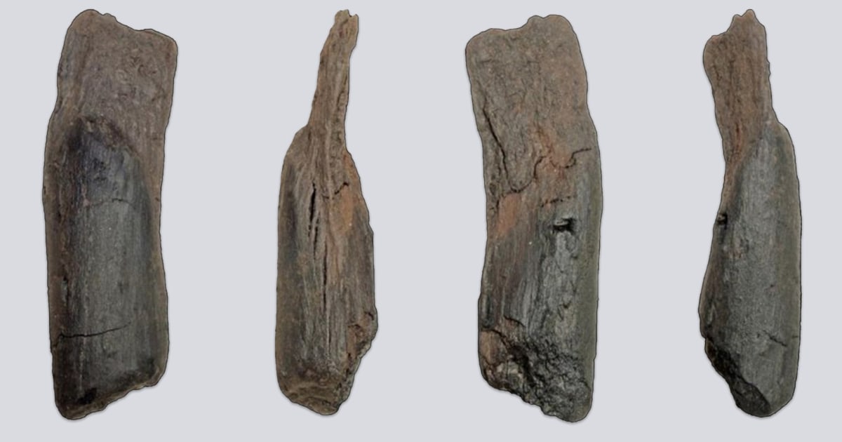 Shaped by ancient humans, 430,000-year-old wooden tools are the oldest ever found