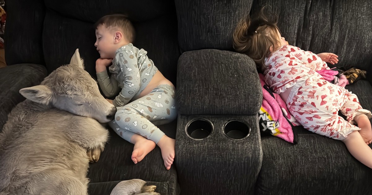 Newborn calf struggling in deep freeze brought indoors to curl up on couch