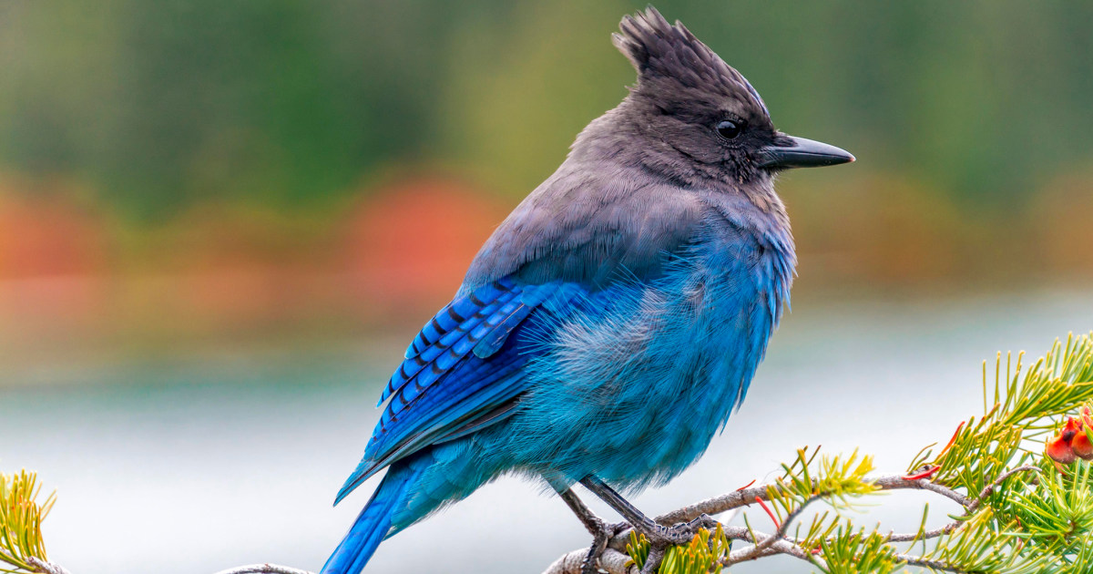 'Birdbrain' benefits: How being an expert birdwatcher may boost cognition