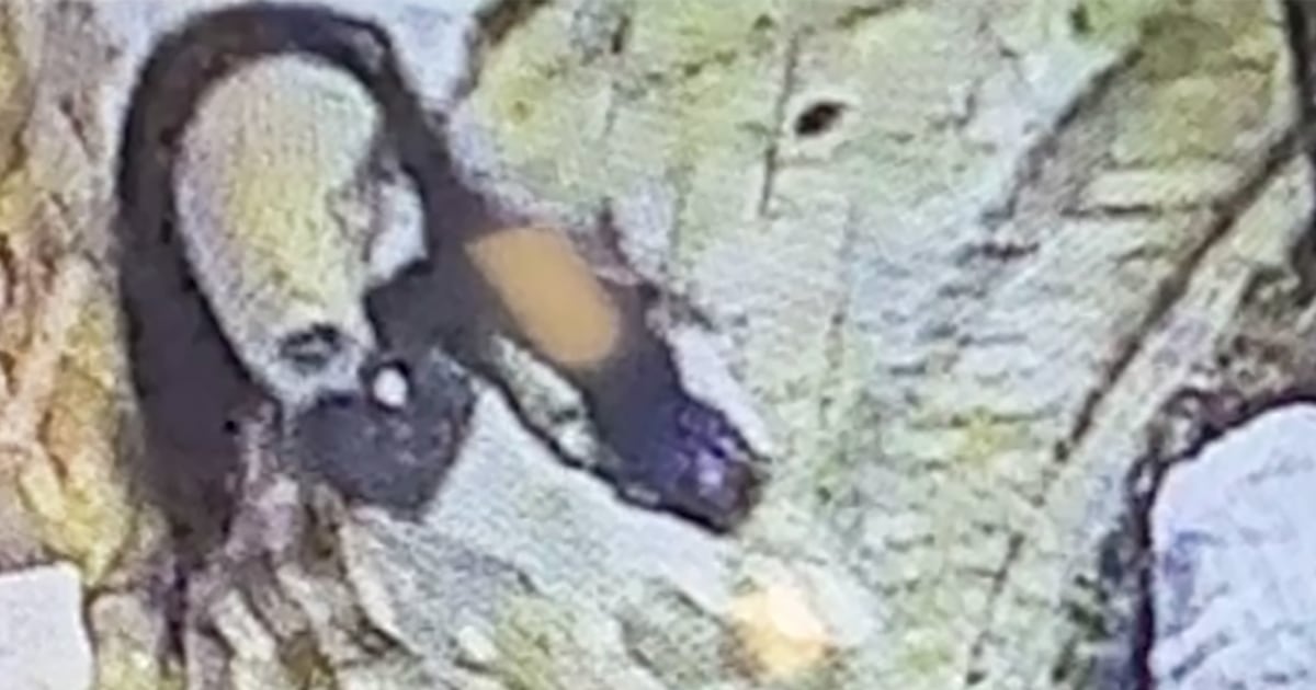 Maryland man donned disguise to kill millionaire philanthropist in nursing home, police say