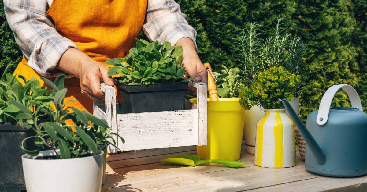 Everything you need to start an herb garden, according to experts