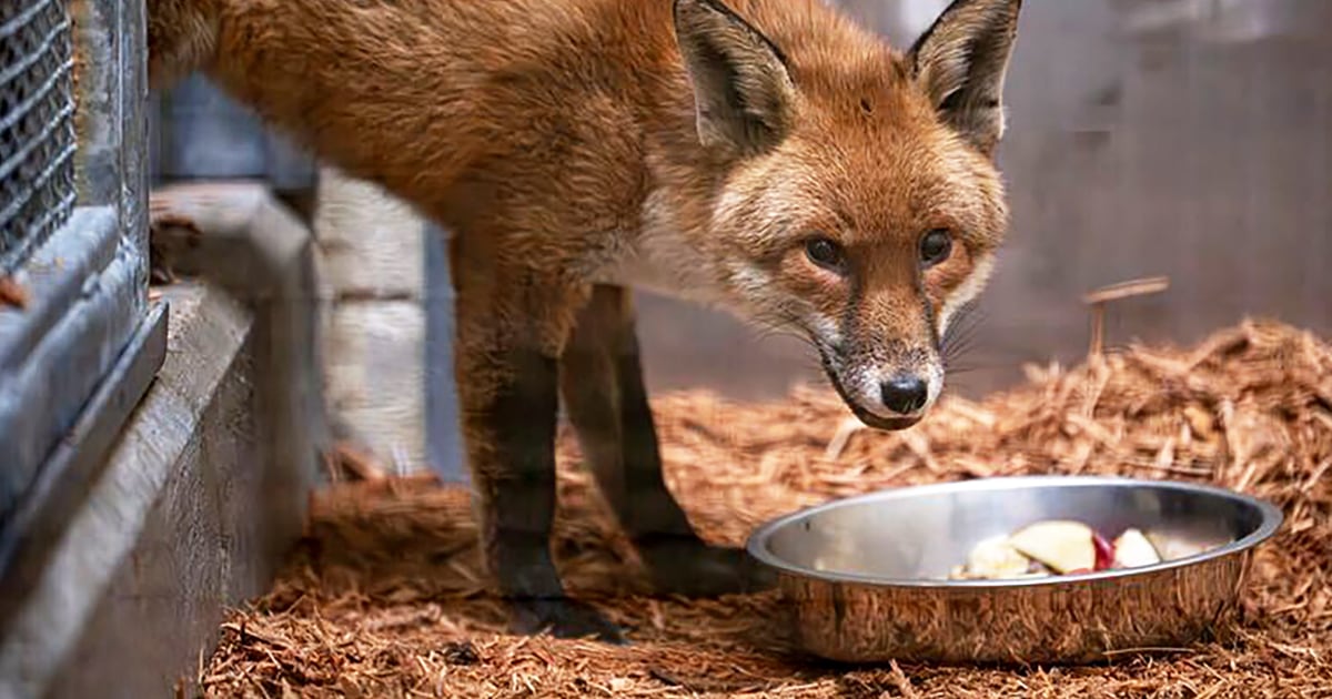 A red fox stows away on a cargo ship, traveling from England to New York