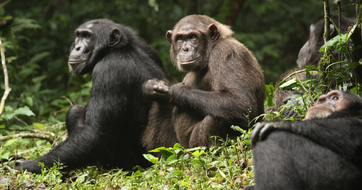 Infants torn from mothers, testicles ripped off: Study describes vicious chimpanzee infighting