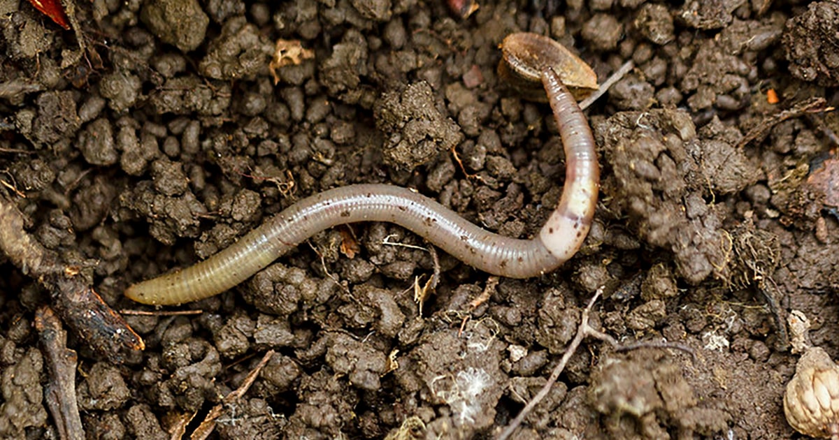 A Destructive 'jumping Worm' Is Invading Colorado And Western States, Officials Warn