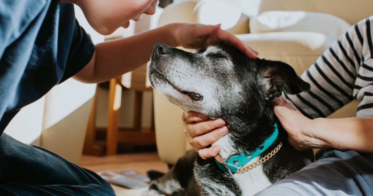 Caring for senior dogs: What to know, what to use and when it's time for a vet visit