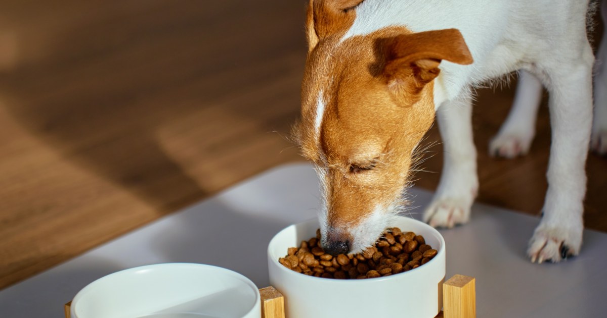 nbcnews.com - Not all dry dog foods are good for all dogs - here's how to choose