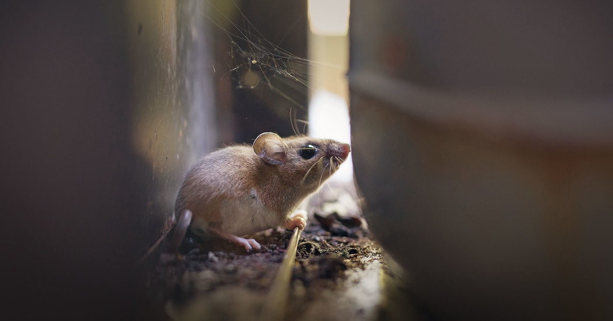 Where Does Hantavirus Lurk In The U.s.? Scientists Found ‘hot Spots’ In Surprising Areas - Beritaja