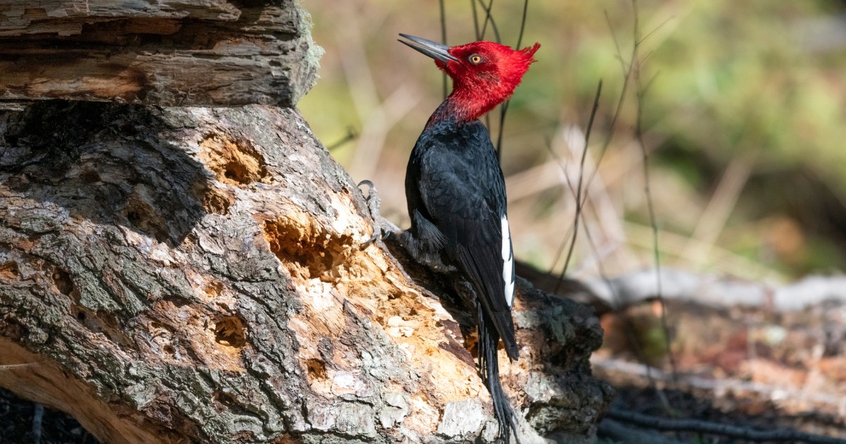 As hantavirus fears mount, birders defend Argentine cruise city as avian paradise