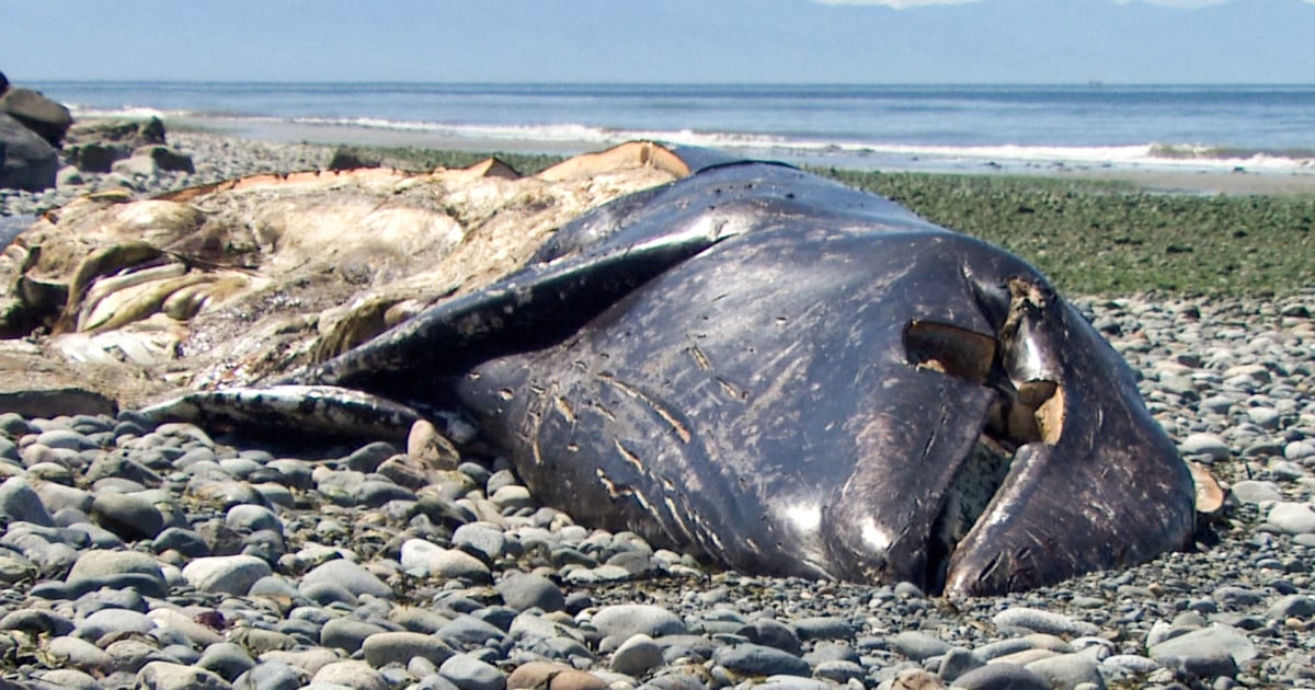 3 Months, 21 Dead Gray Whales: Why So Many Carcasses Are Washing Up On Pacific Shores - Beritaja