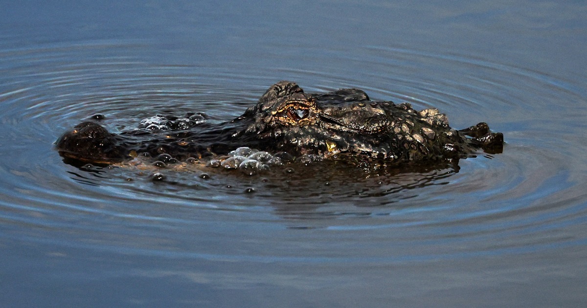 Man Fleeing Police Attacked By Alligator Before Continuing His Getaway, Louisiana Authorities Say - Beritaja