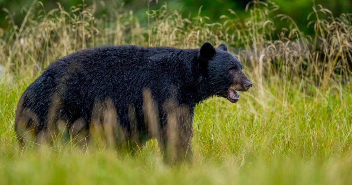 Man Fights Off Bear With Hatchet After Attack In California Mountains - Beritaja