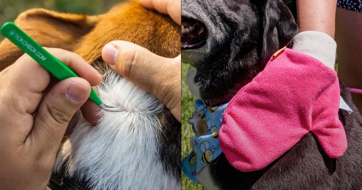 What’s the best way to prevent dogs from getting ticks? Vets explain the top 2 things pet parents should do