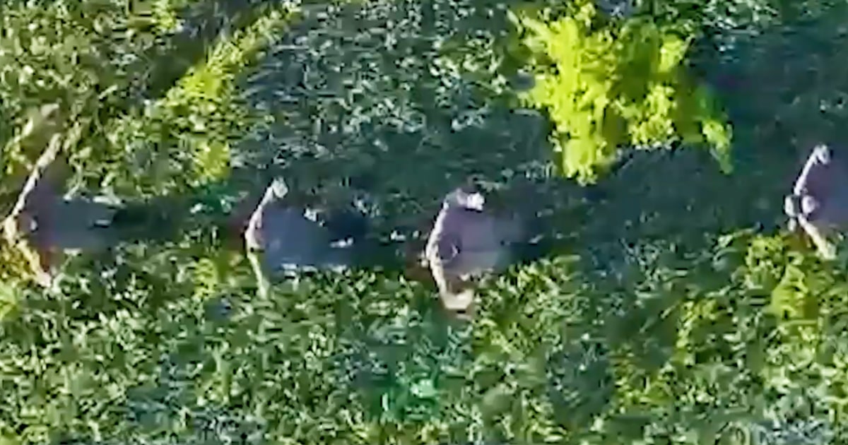 Over 100 Russian soldiers surrendered to drones in the winter, a former Ukrainian official said. NBC News spoke with a unit conducting the operations.