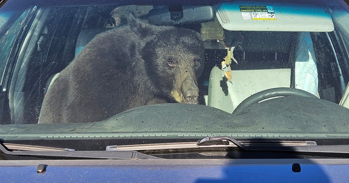 Parched summer in the Rockies sends hungry bears into urban areas
