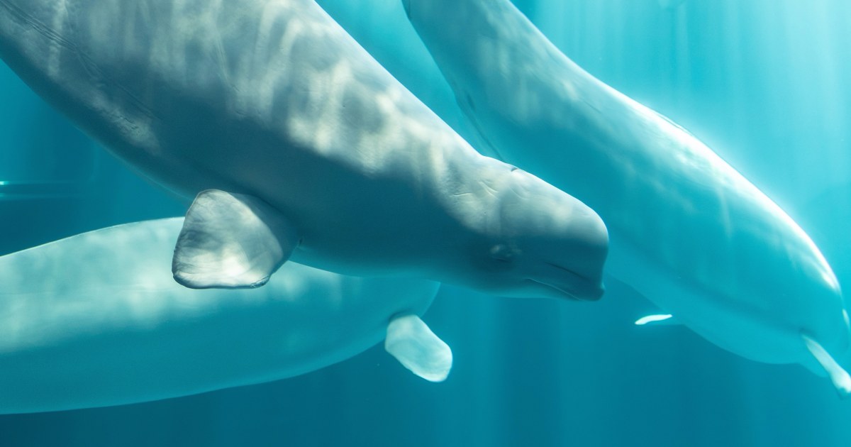 Beluga Whale Dies at Chicago's Shedd Aquarium After Relocation from Canada - News Directory 3