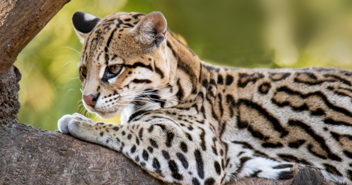 Conservation groups are frantically weighing how to prevent SpaceX from expanding its Texas Starbase into a wildlife refuge essential to the survival of rare and endangered animals like the ocelot and jaguarundi.