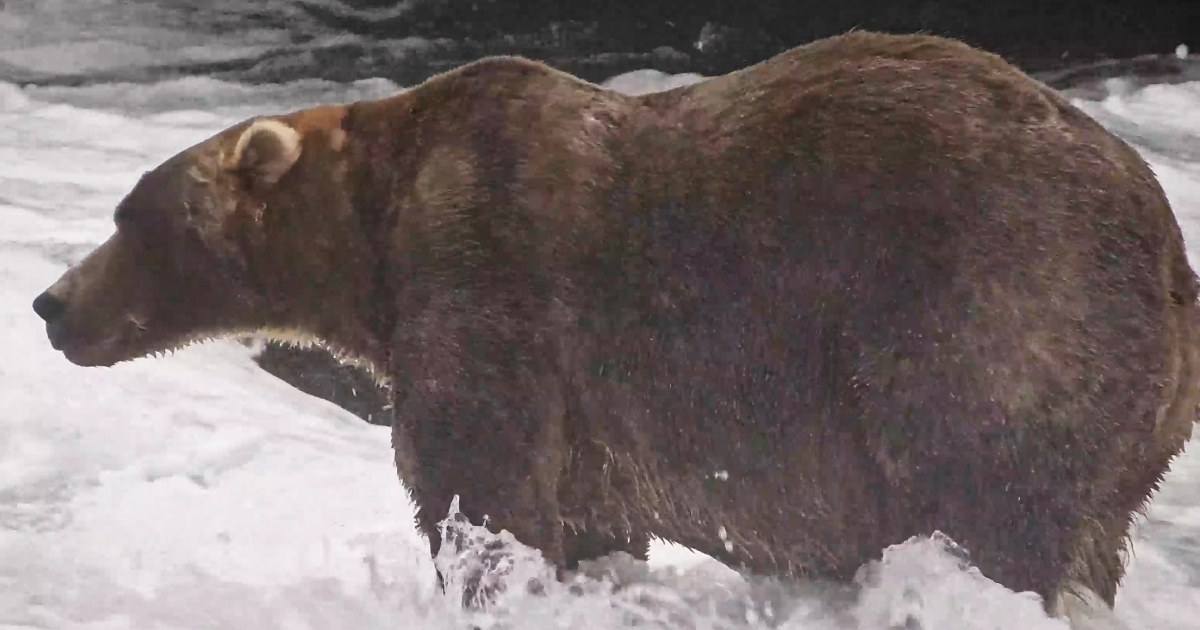 After a week of fierce competition, Backpack emerges victorious as Fat Bear Week champion, the heftiest bear of Alaska’s Katmai National Park and Preserve.