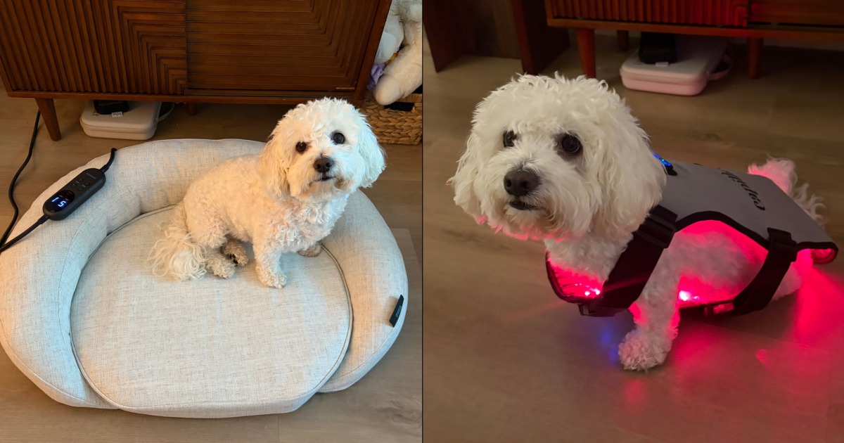 Can red light therapy help your dog live longer? Here’s what vets say