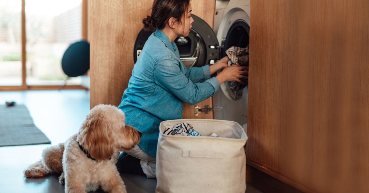 Do You Actually Need Pet Laundry Detergent To Clean Your Dog’s Things? - Beritaja