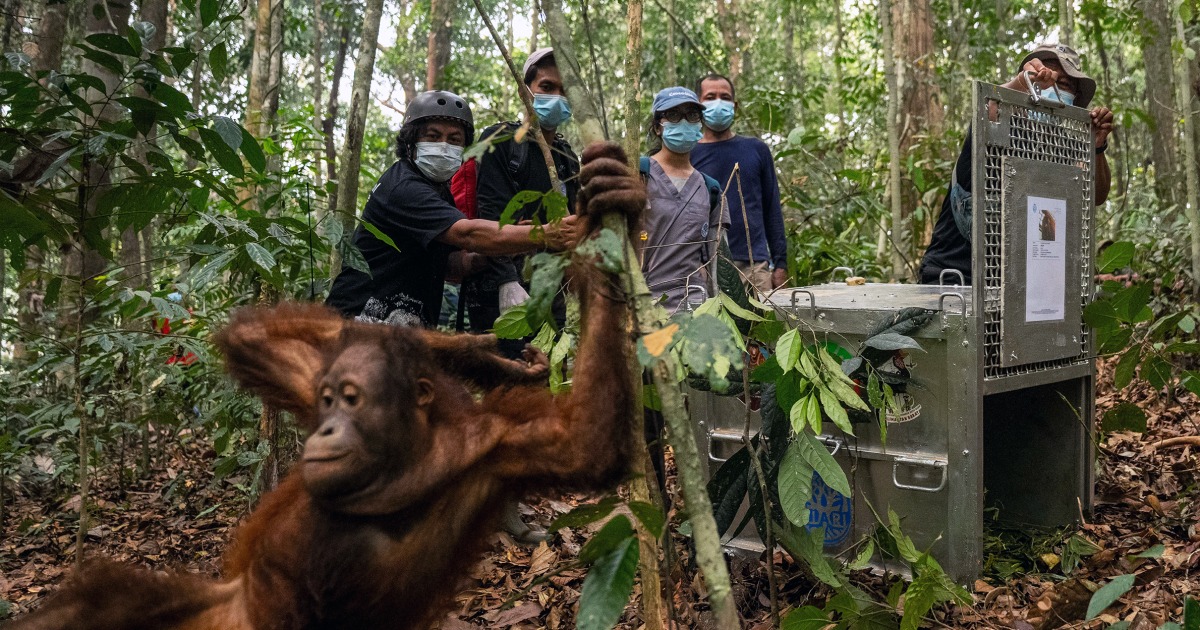 Indonesia relocates 8 orangutans into protected forest after rescue from wildfires