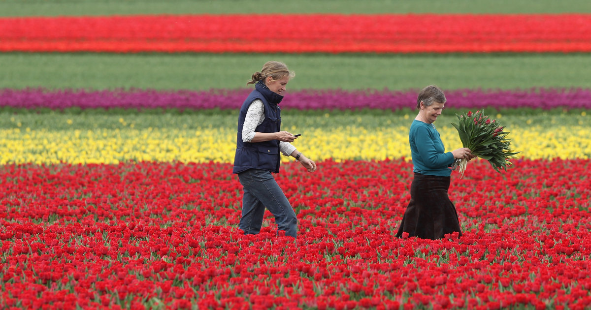 A rainbow of tulips in Germany's infinite flower fields