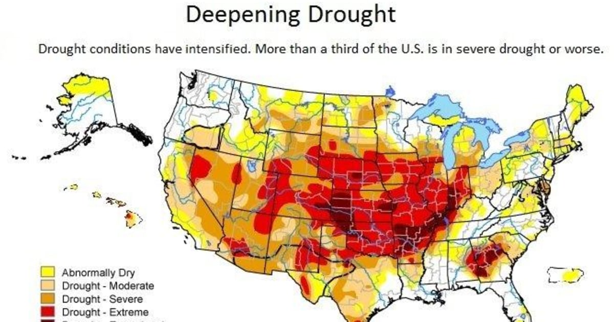 US cuts crop forecast as drought ravages Corn Belt