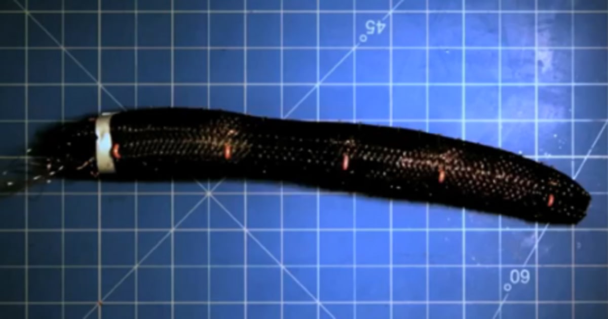 New robot crawls like an earthworm