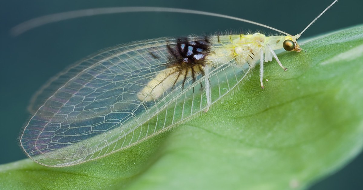 Spending The Evening With A Green Lacewing 