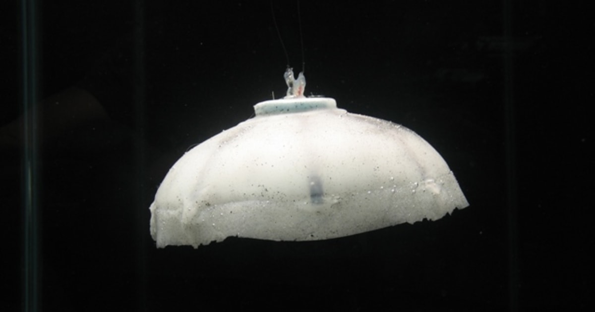 Robotic jellyfish gets more realistic
