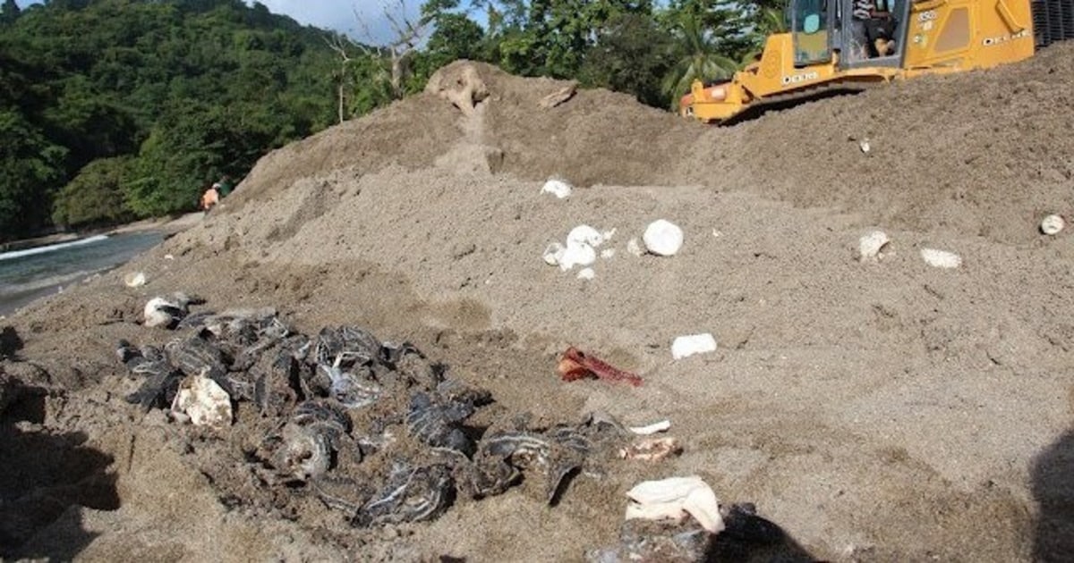 Up to 20,000 sea turtle eggs crushed by bulldozers on Caribbean island