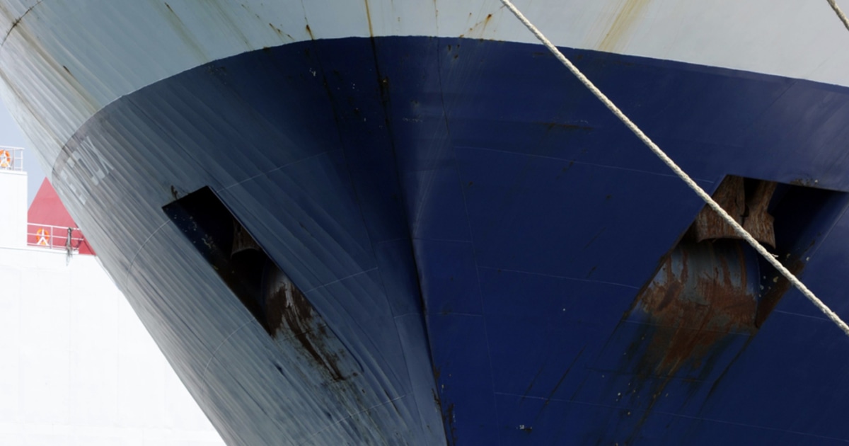 Whale struck by cargo ship between Tunisia and France