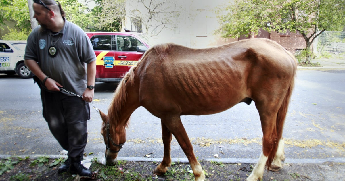 Abandoned horses rescued in Philadelphia