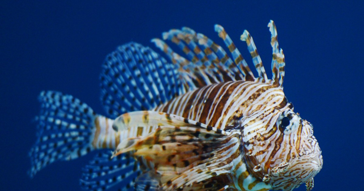 Eat lionfish? Sure, but beware of the nasty toxins