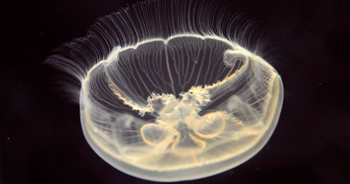 Glowing jellyfish light up the waters