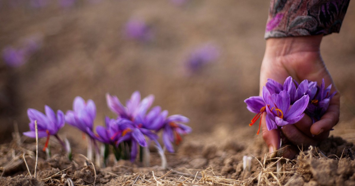Saffron harvest begins in Indian Kashmir
