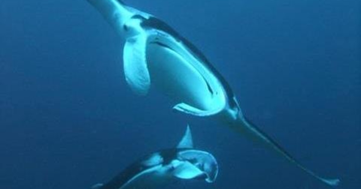 Scientists rush to save manta rays, the 'pandas of the ocean