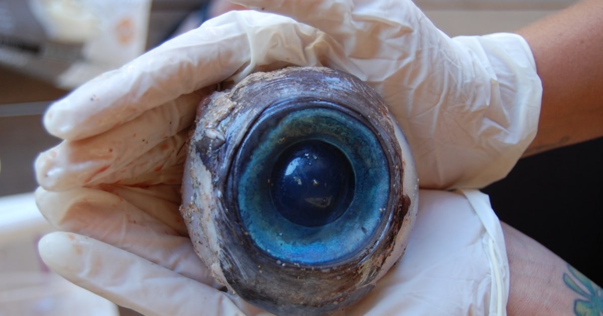 Giant eyeball found on beach, posing mystery for marine biologists