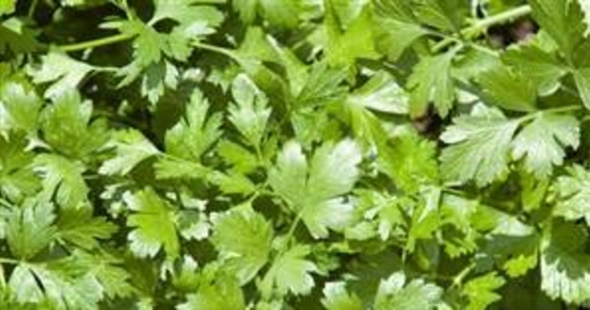 Your cilantro love or hate may be