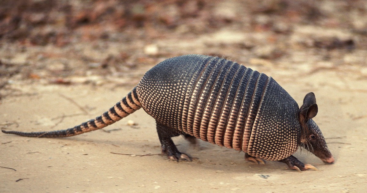 Note To Self Don T Eat An Armadillo