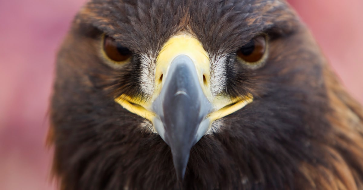 Eagles soar when an ancient tradition comes to life