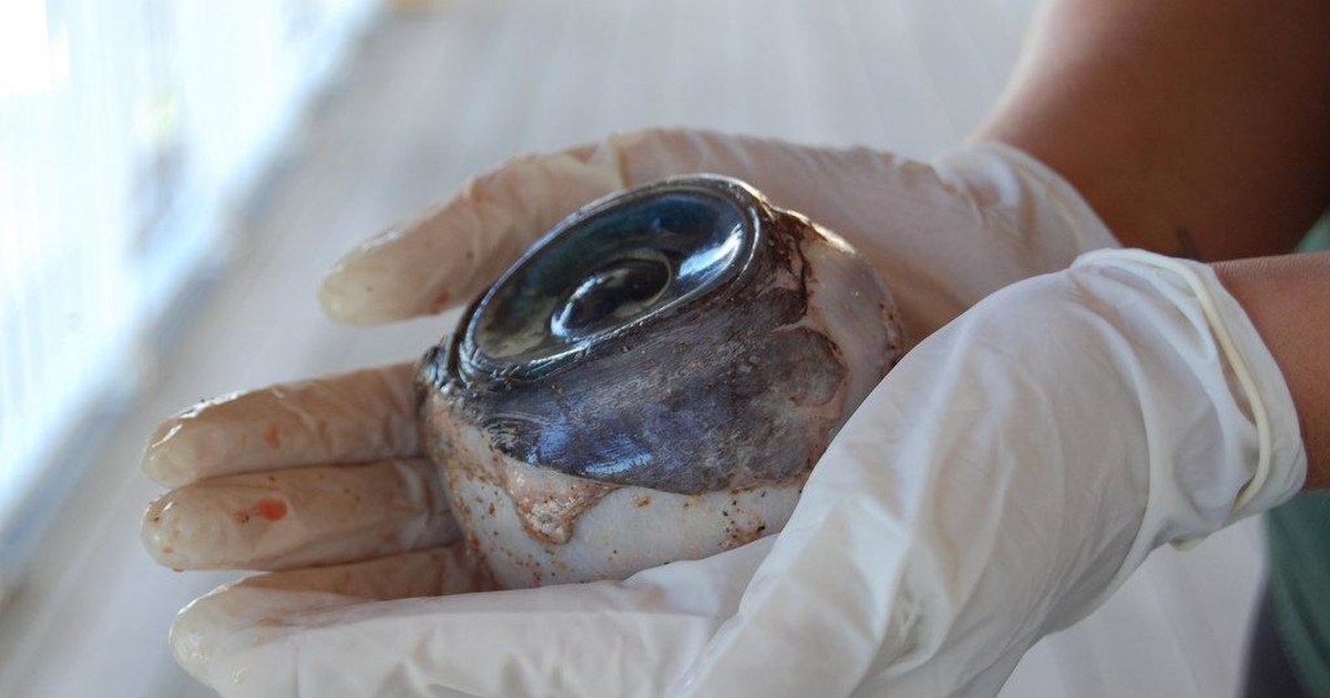 Mystery Solved: 'Softball-Sized Eyeball' Likely Belongs To A Swordfish :  The Two-Way : NPR