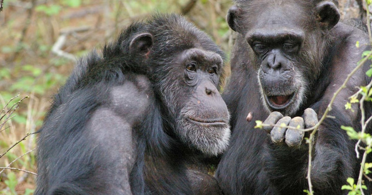 Goodall praises NIH decision to remove some chimps from research, but ...