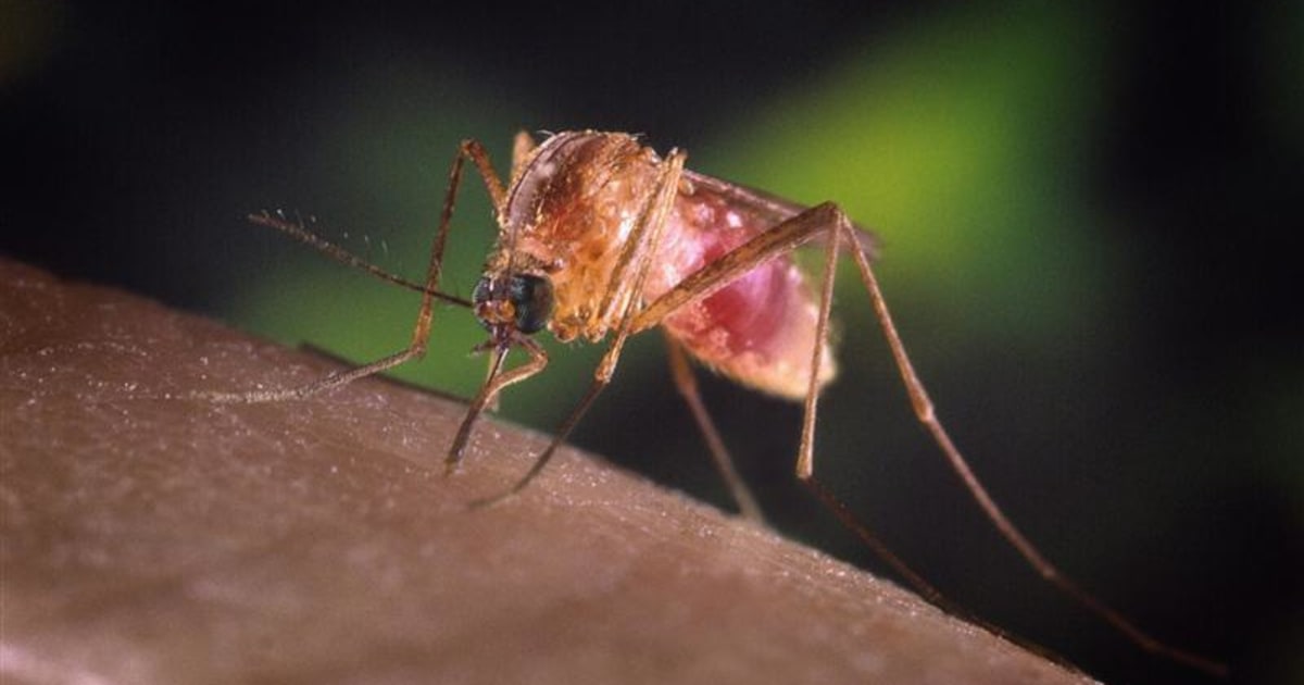 Amid debt crisis, Greece faces new threat Malaria, other mosquito diseases