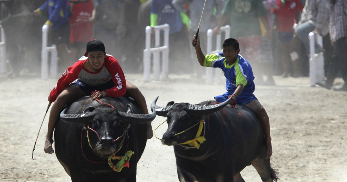 Fast and heavy: Thai farmers race buffalo to celebrate the rice harvest